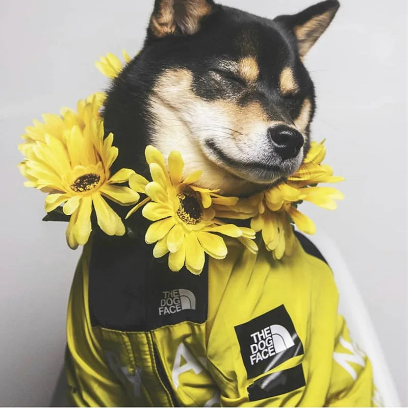 Dog Clothes Raincoat Dogs -