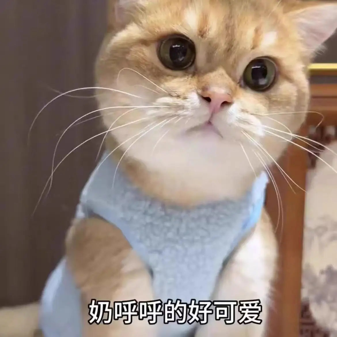 Keep your small and medium-sized dogs, as well as cats, stylish in these adorable pet clothes—perfect for adding flair to your furry friends' wardrobes! -