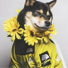 Dog Clothes Raincoat Dogs -