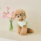 Dress up your furry friend in adorable style with this green lace ruffle shirt dress—perfect for small dogs and kittens to look cute and stylish during the summer season! -