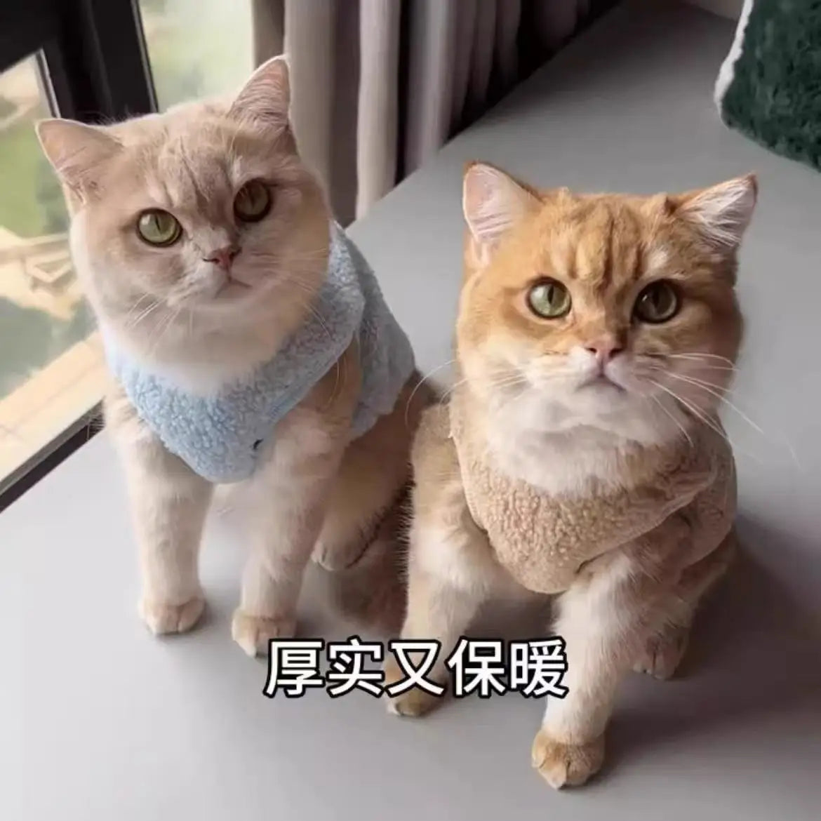 Keep your small and medium-sized dogs, as well as cats, stylish in these adorable pet clothes—perfect for adding flair to your furry friends' wardrobes! -