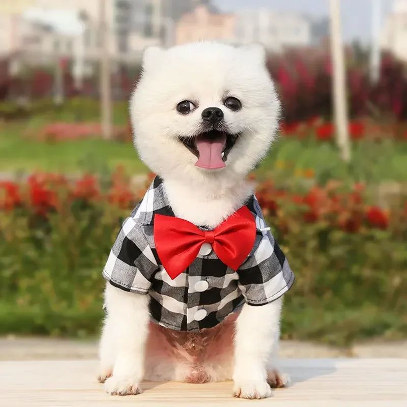 Dress your pet in a stylish plaid and striped shirt—perfect for adding a touch of sophistication to your furry friend's wardrobe! -