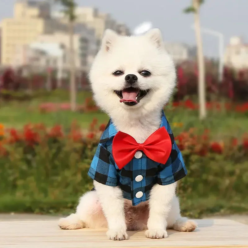 Dress your pet in a stylish plaid and striped shirt—perfect for adding a touch of sophistication to your furry friend's wardrobe! -