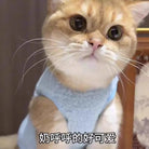 Keep your small and medium-sized dogs, as well as cats, stylish in these adorable pet clothes—perfect for adding flair to your furry friends' wardrobes! -