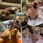 Dress your furry friends to impress with adorable teddy bear, dog, and cat pet costumes! -